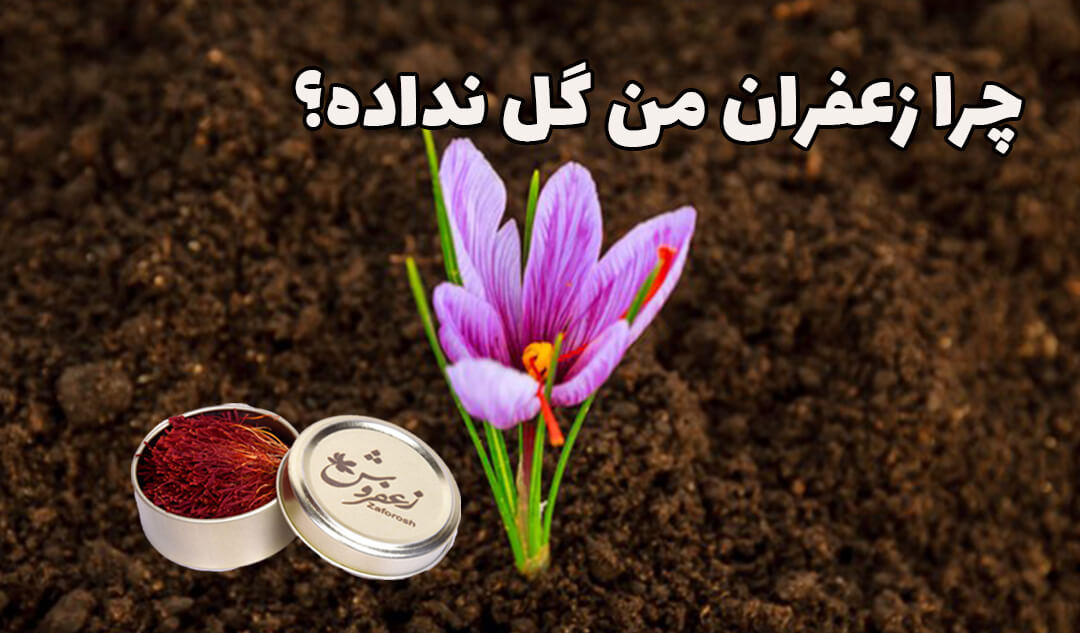علت گل ندادن زعفران چیست
